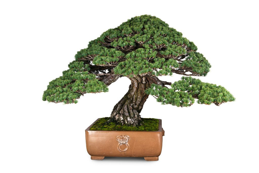 Detail of bonsai by Anonymous