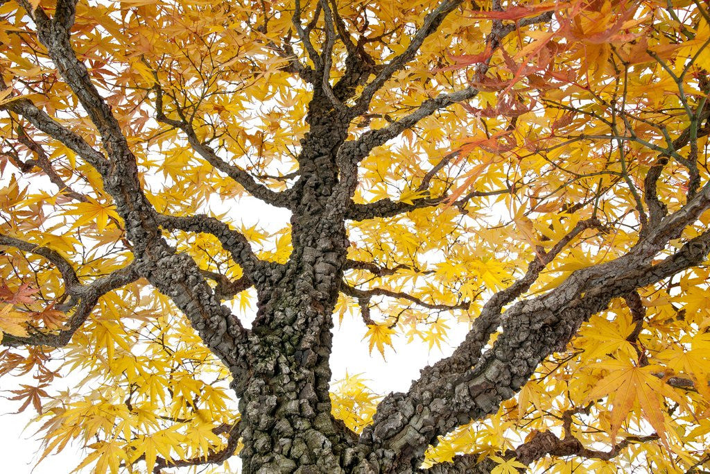 Detail of bonsai by Anonymous