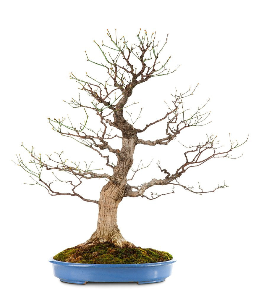 Detail of bonsai by Anonymous
