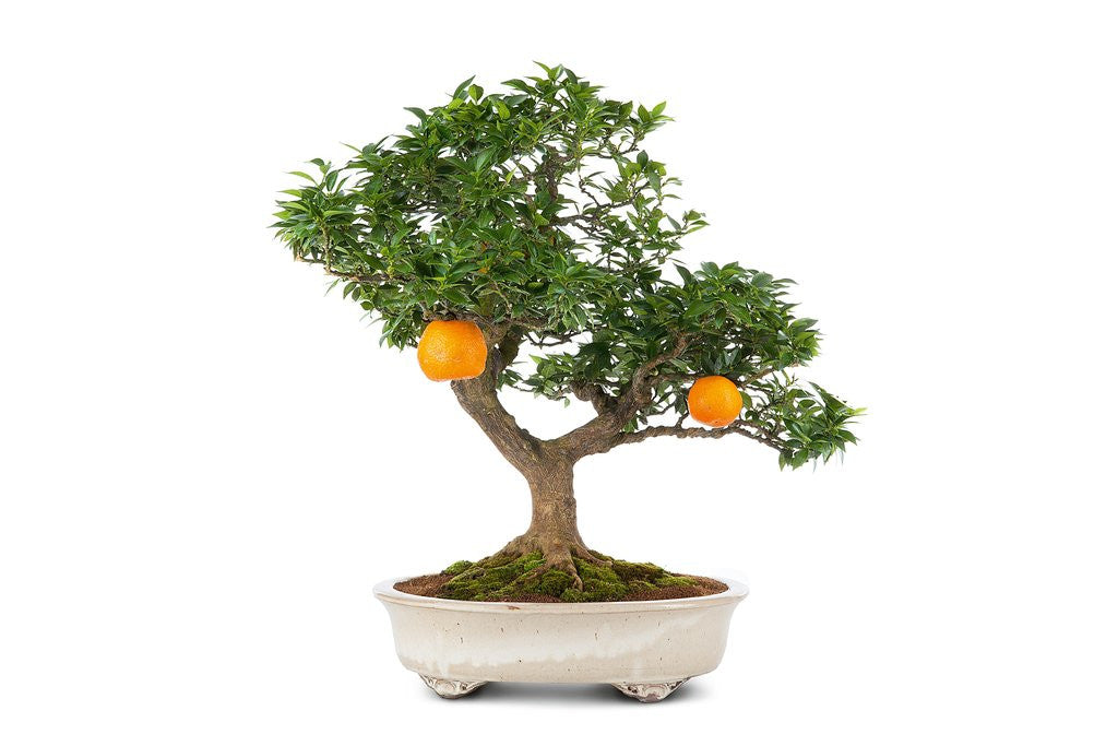Detail of bonsai by Anonymous