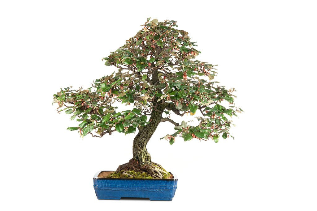 Detail of bonsai by Anonymous