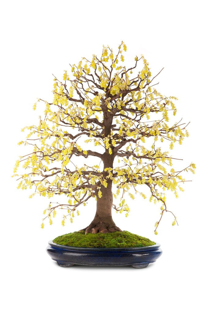 Detail of bonsai by Anonymous
