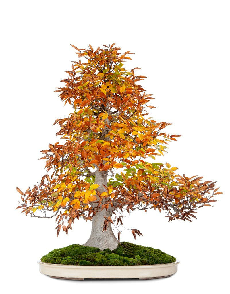 Detail of bonsai by Anonymous