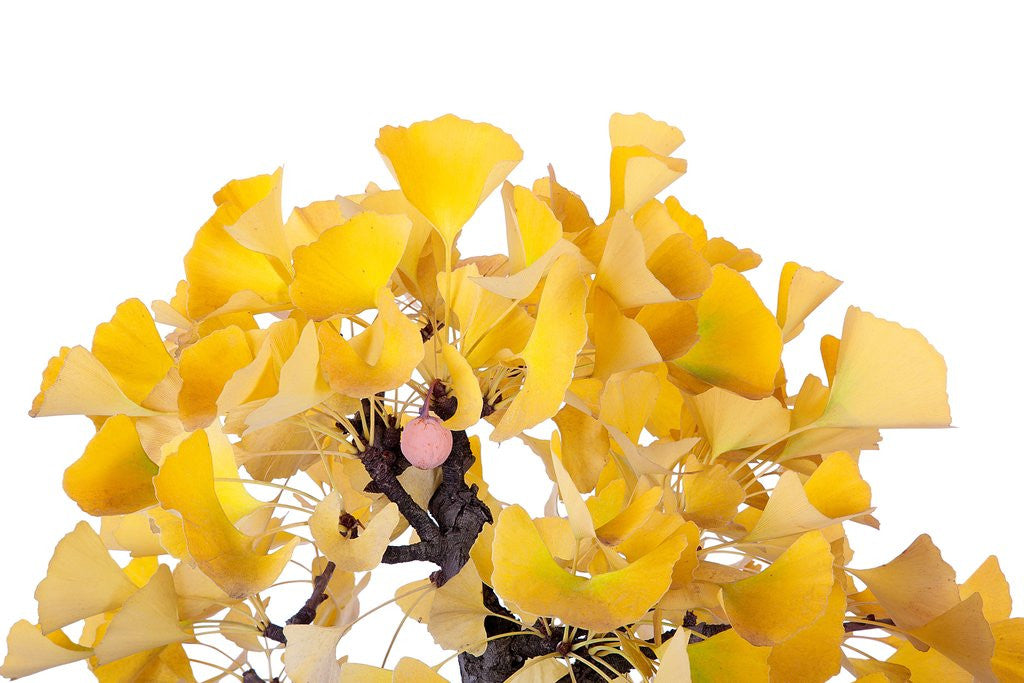 Detail of bonsai ginko biloba by Anonymous