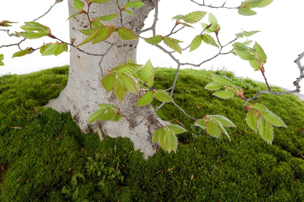 Detail of bonsai by Anonymous