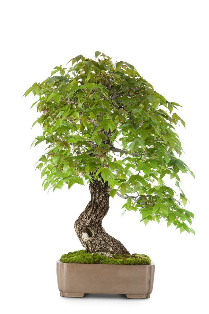 Detail of bonsai by Anonymous