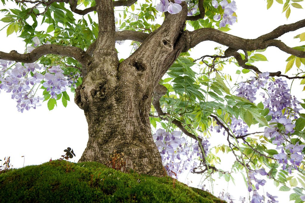 Detail of bonsai by Anonymous
