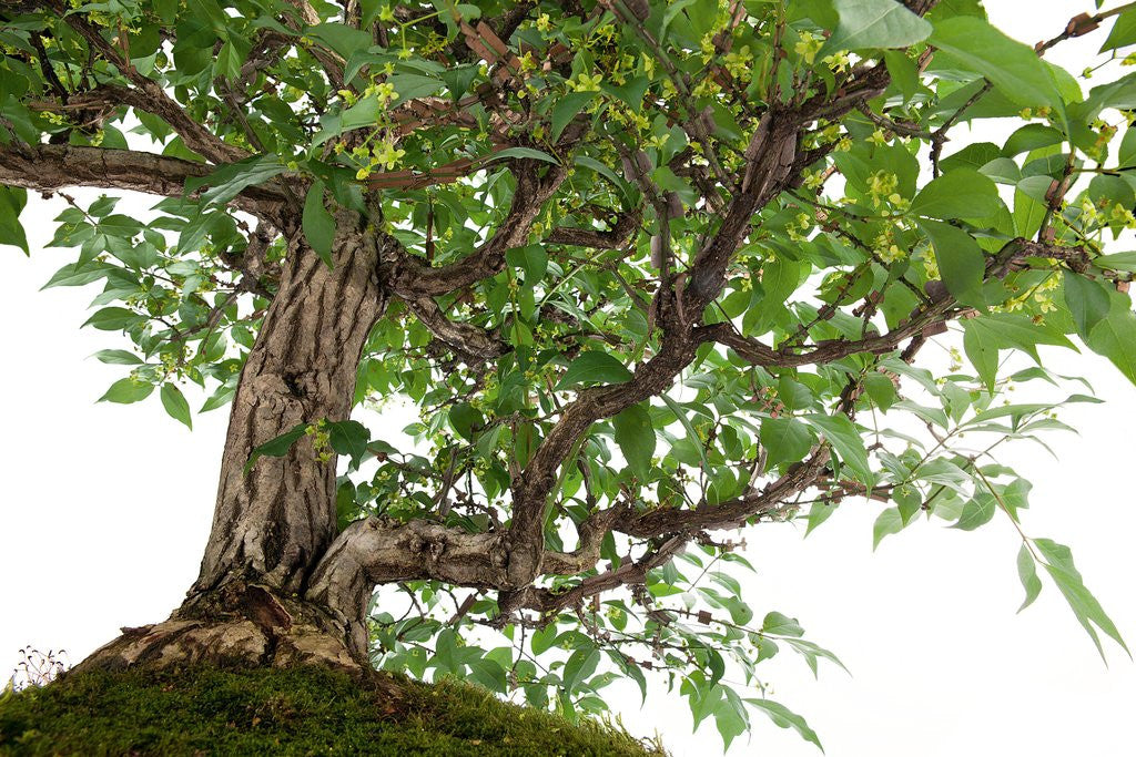 Detail of bonsai by Anonymous