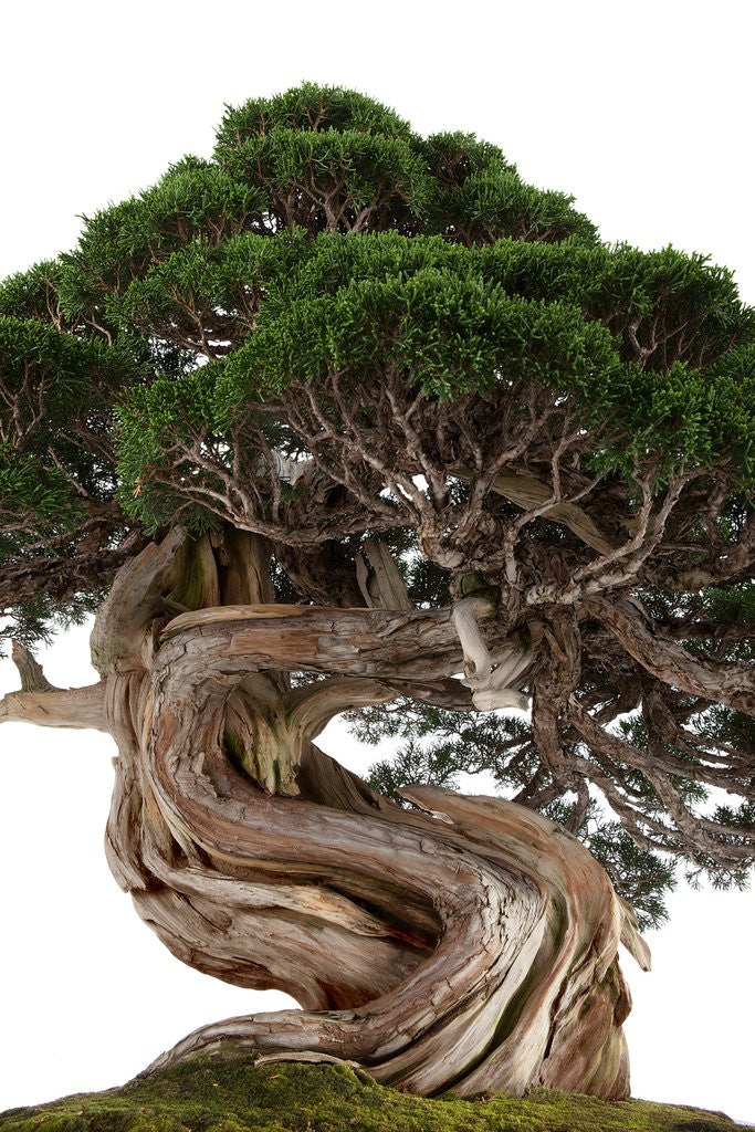 Detail of bonsai by Anonymous