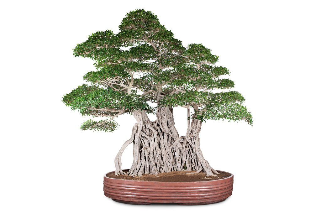 Detail of bonsai by Anonymous