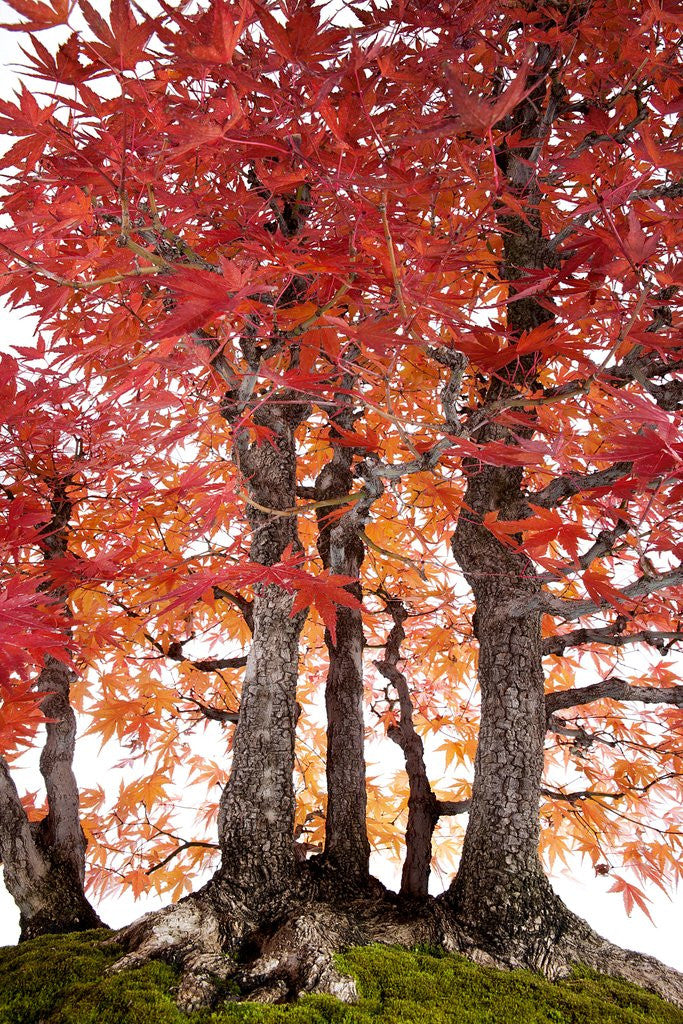 Detail of bonsai by Anonymous