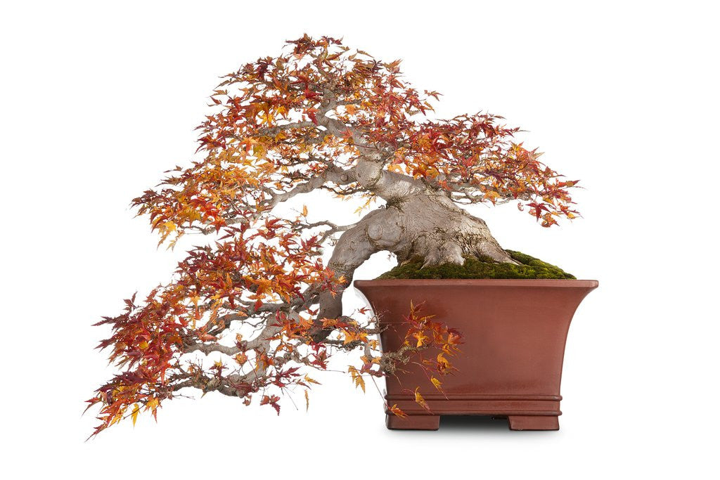 Detail of bonsai by Anonymous