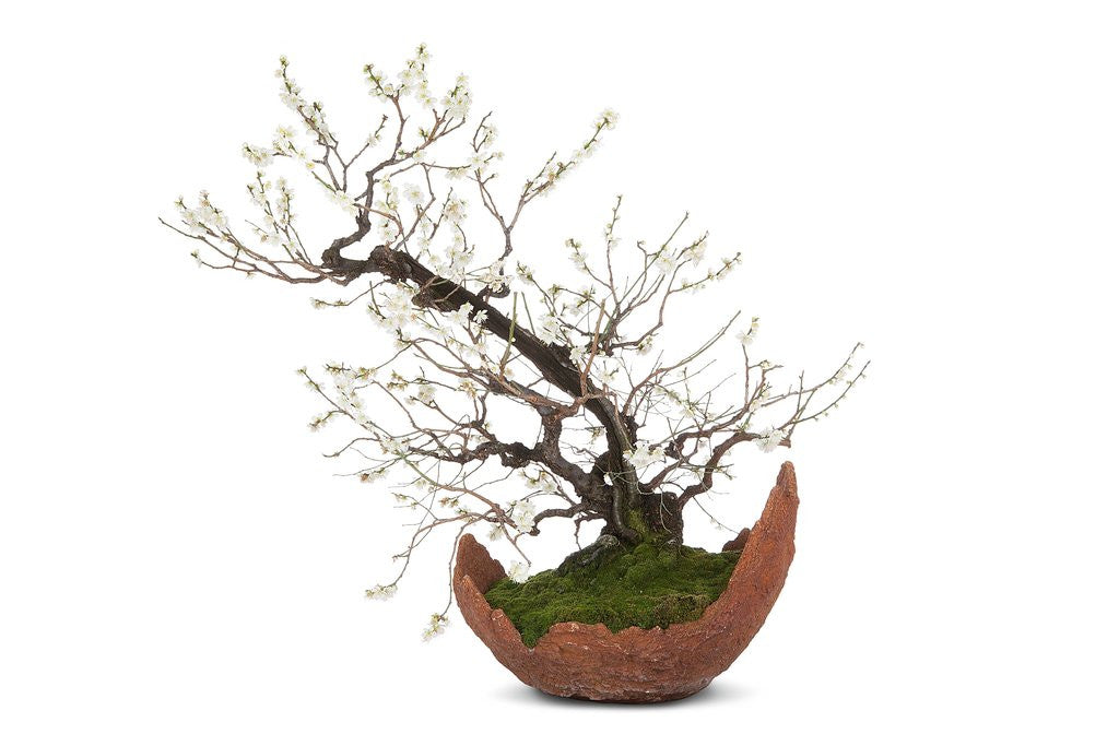 Detail of bonsai by Anonymous