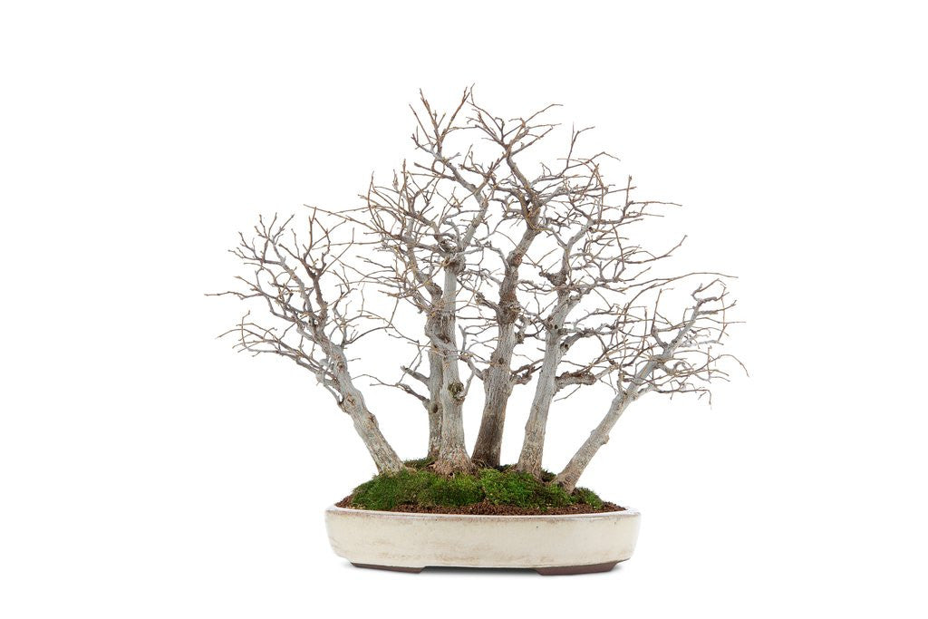 Detail of bonsai by Anonymous
