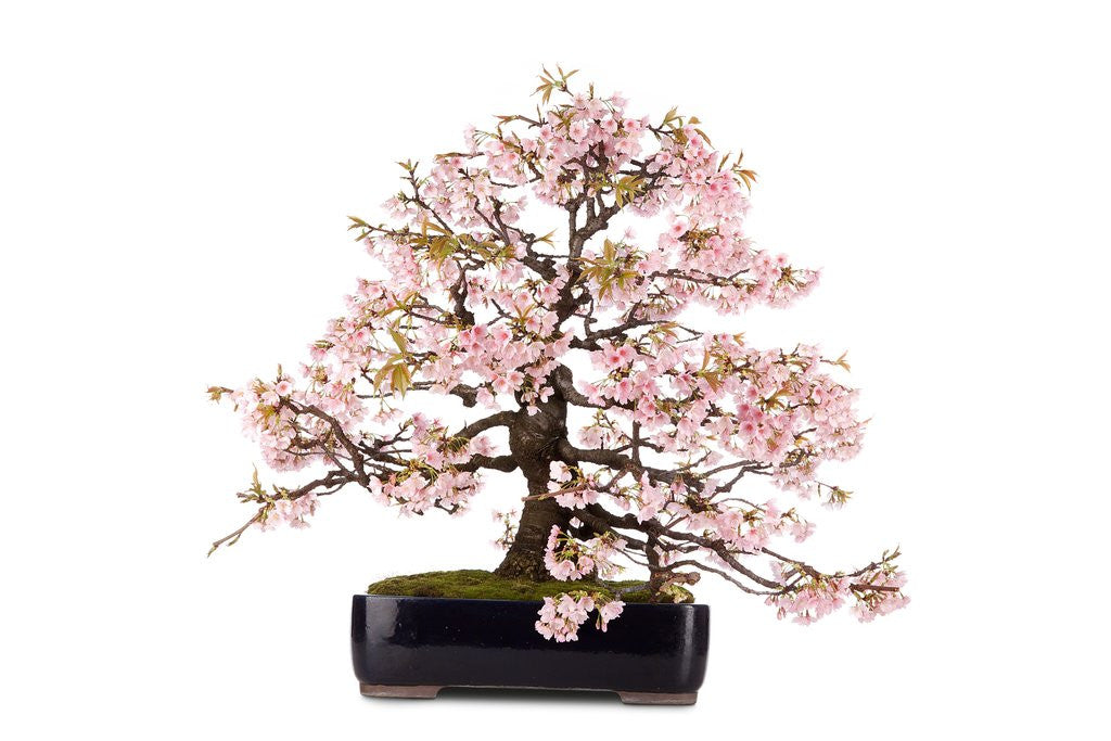 Detail of bonsai by Anonymous