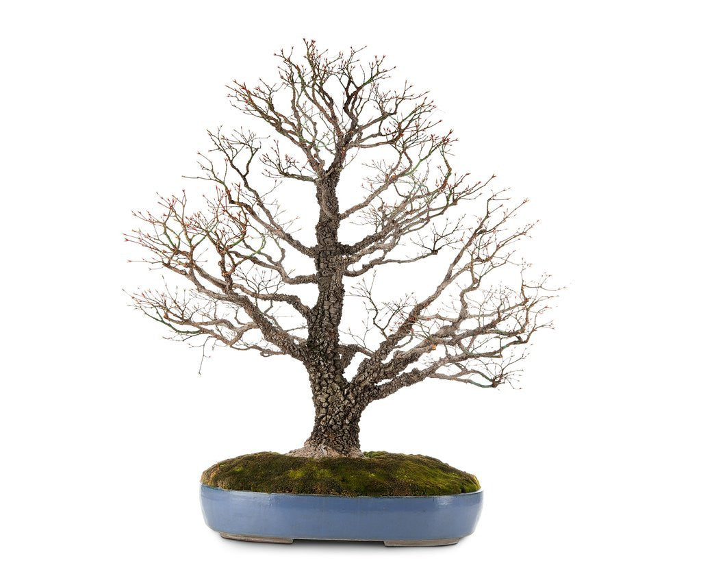 Detail of bonsai by Anonymous
