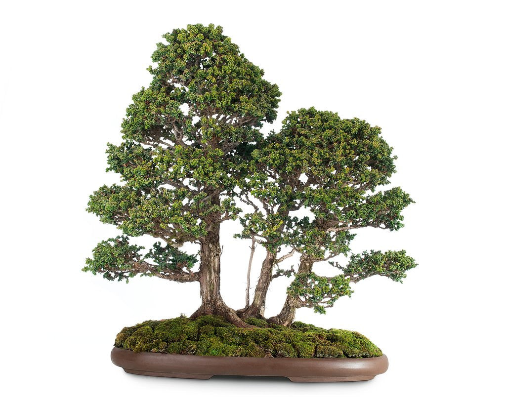 Detail of bonsai by Anonymous