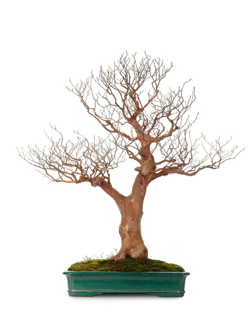 Detail of bonsai by Anonymous