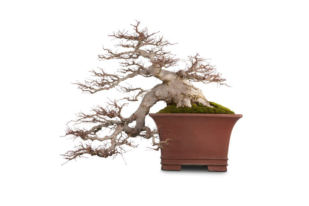 Detail of bonsai by Anonymous