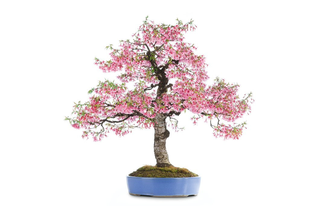 Detail of bonsai by Anonymous