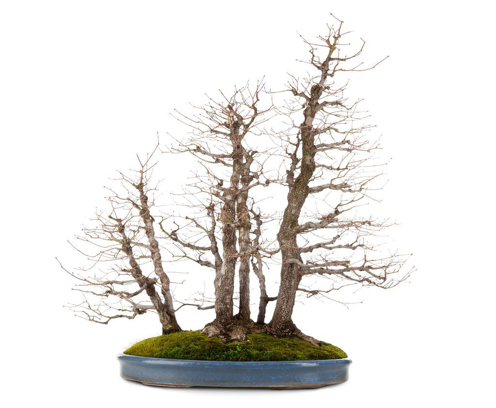Detail of bonsai by Anonymous