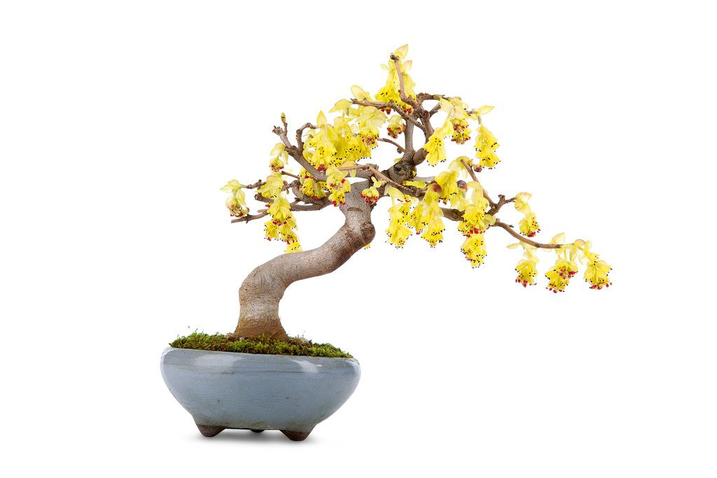 Detail of bonsai by Anonymous