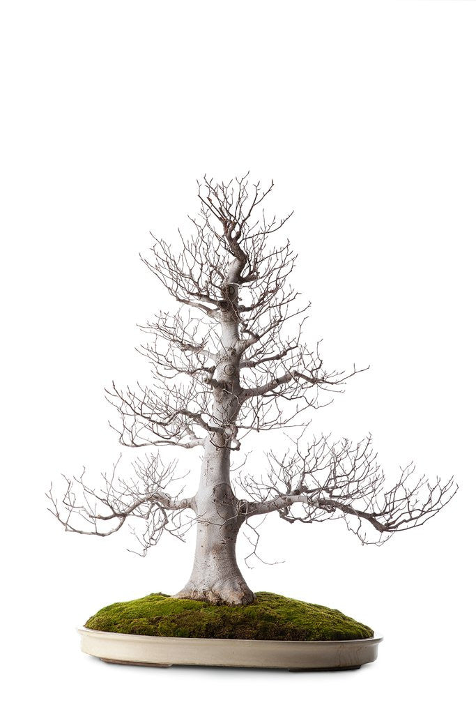 Detail of bonsai by Anonymous
