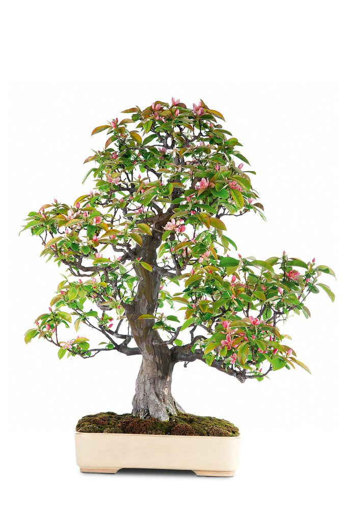 Detail of bonsai by Anonymous