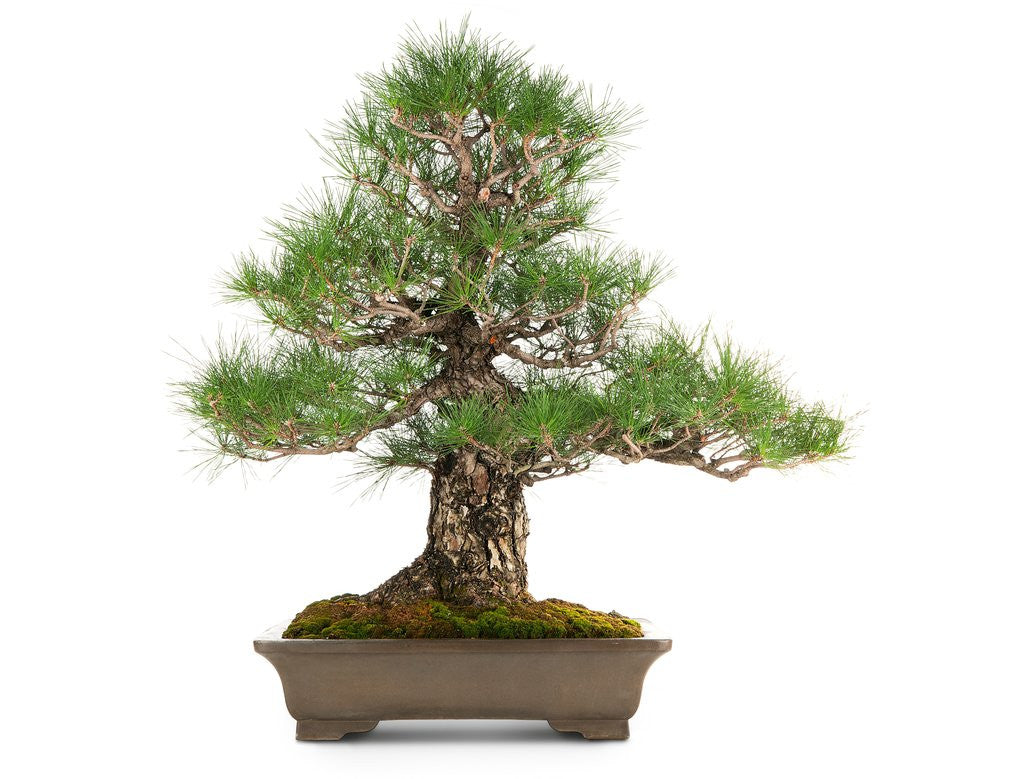Detail of bonsai by Anonymous