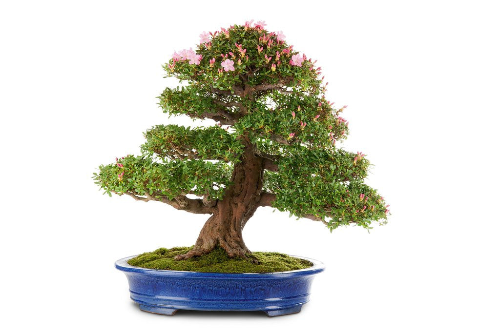 Detail of bonsai by Anonymous