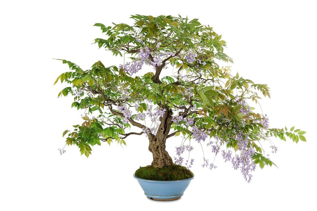 Detail of bonsai by Anonymous