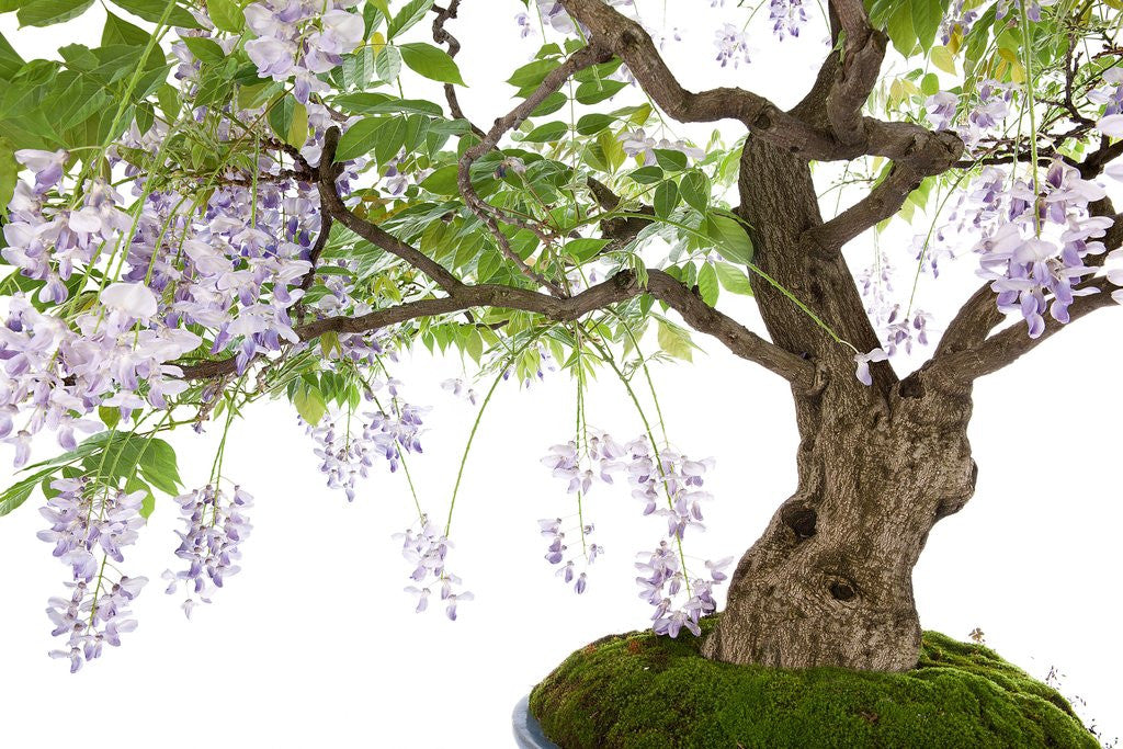 Detail of bonsai by Anonymous