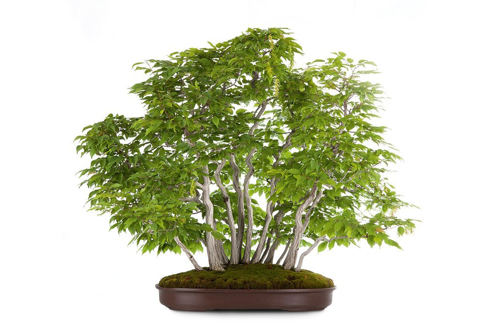 Detail of bonsai by Anonymous
