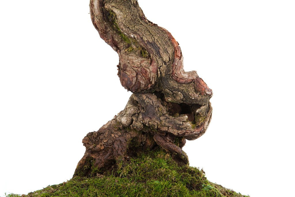 Detail of bonsai by Anonymous