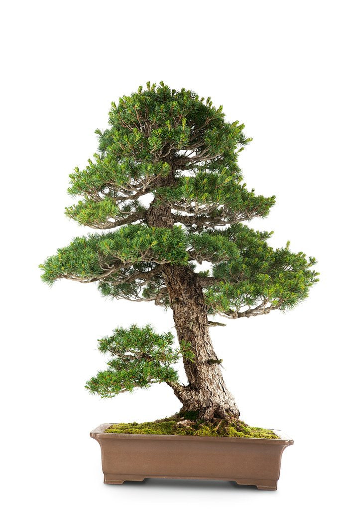 Detail of bonsai by Anonymous