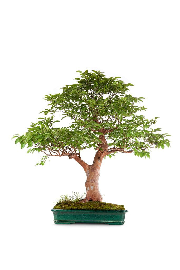 Detail of bonsai by Anonymous