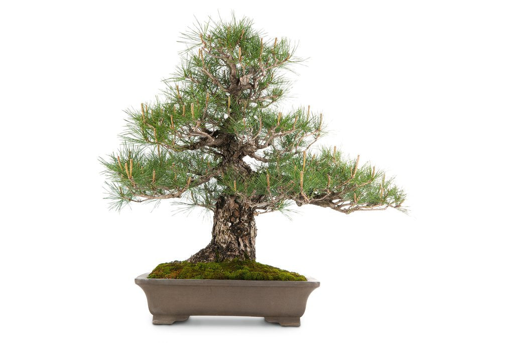 Detail of bonsai by Anonymous
