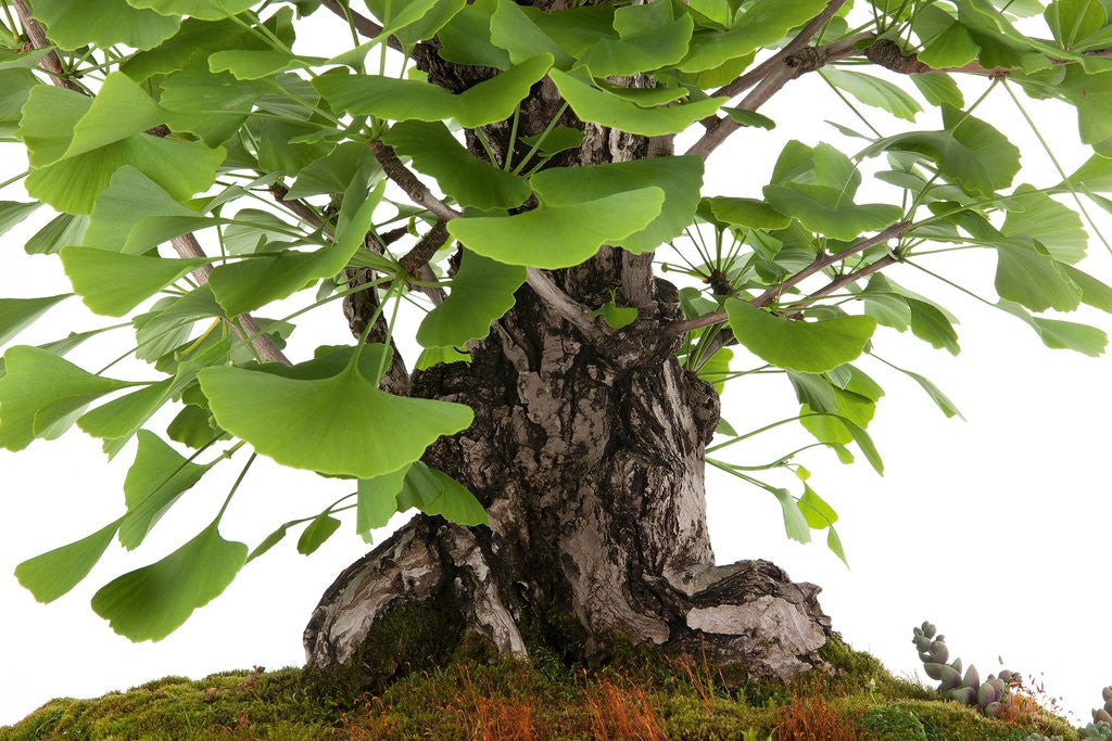 Detail of bonsai by Anonymous