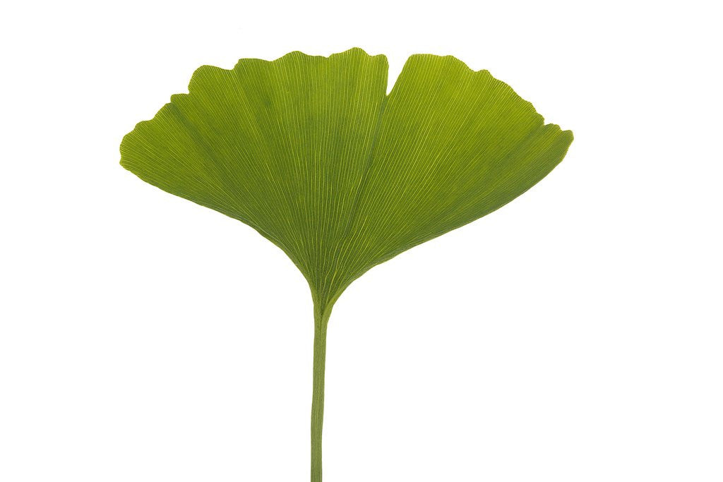 Detail of Ginko leaf by Corbis