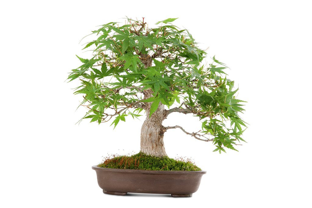 Detail of bonsai by Anonymous