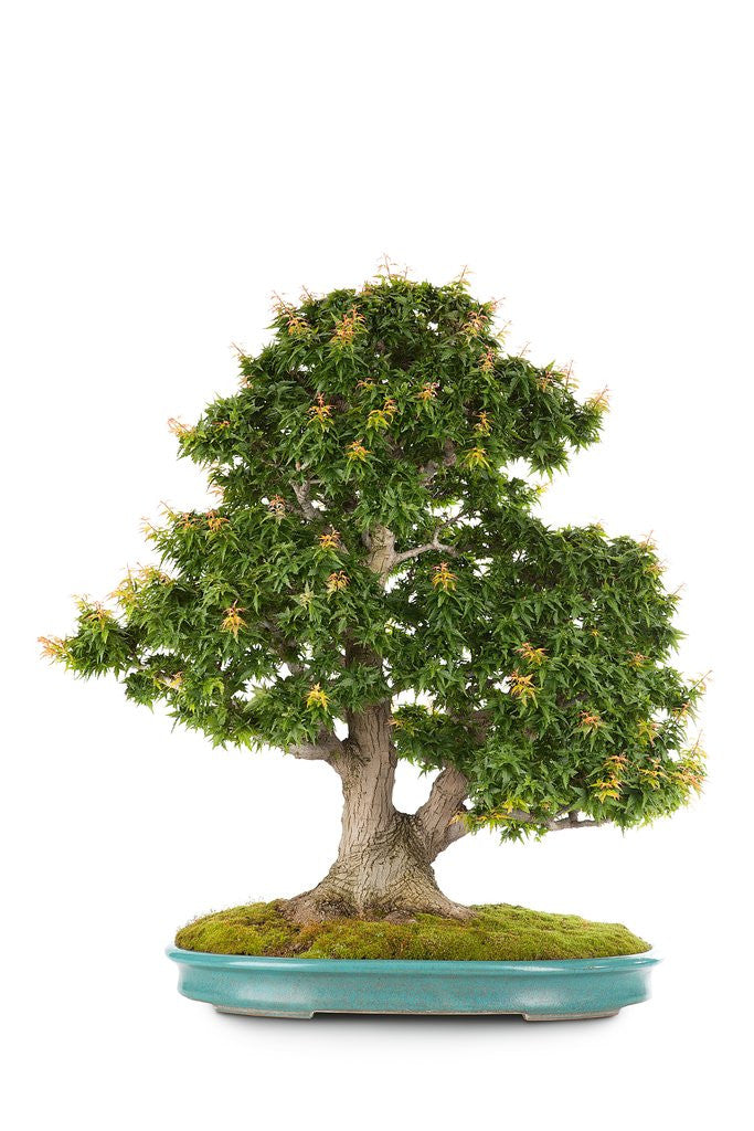 Detail of bonsai by Anonymous