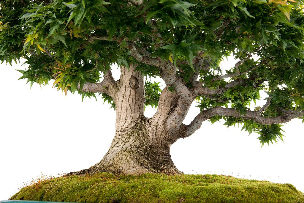 Detail of bonsai by Anonymous