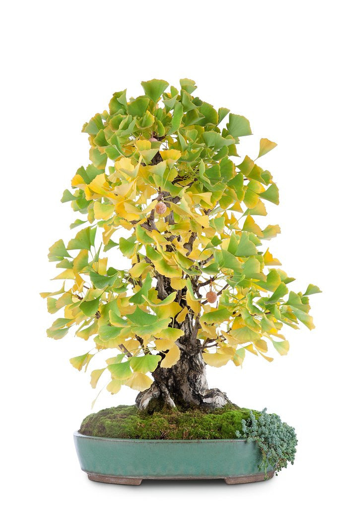 Detail of bonsai by Anonymous