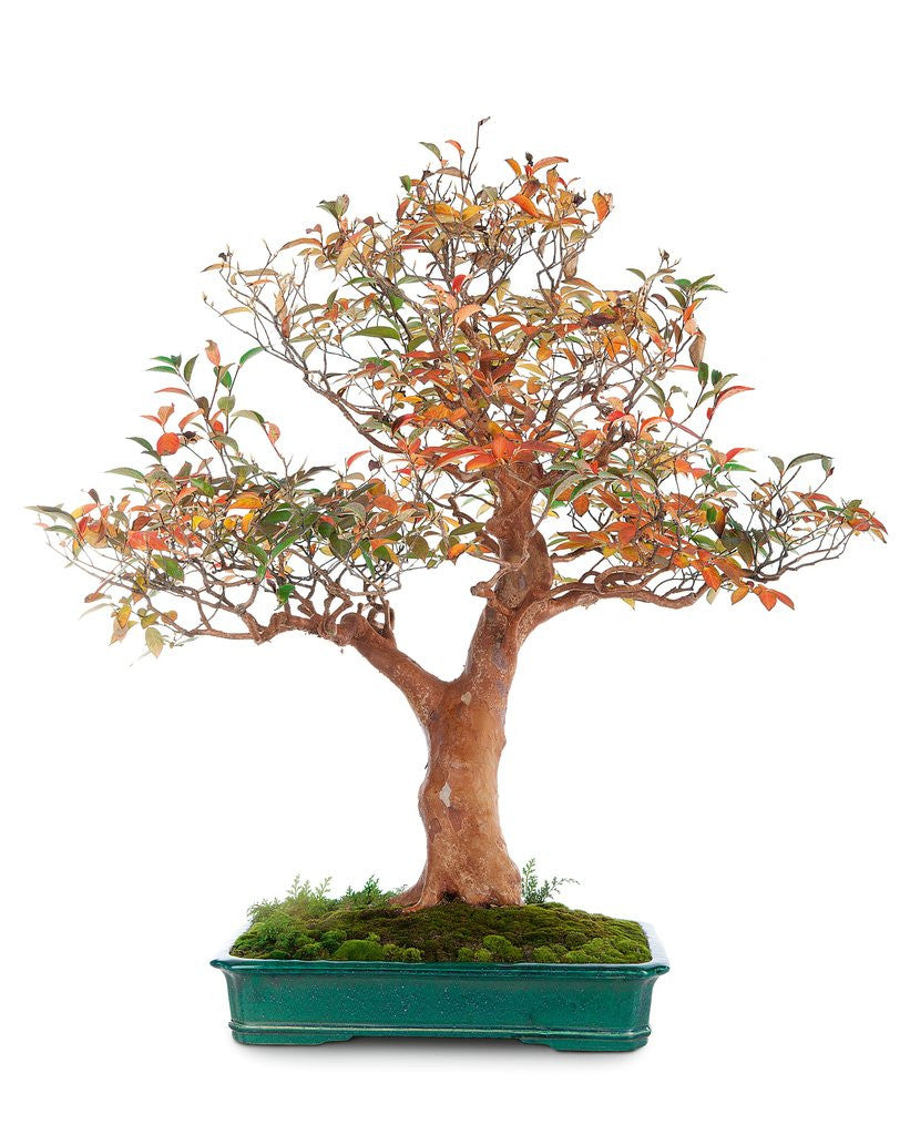 Detail of bonsai by Anonymous