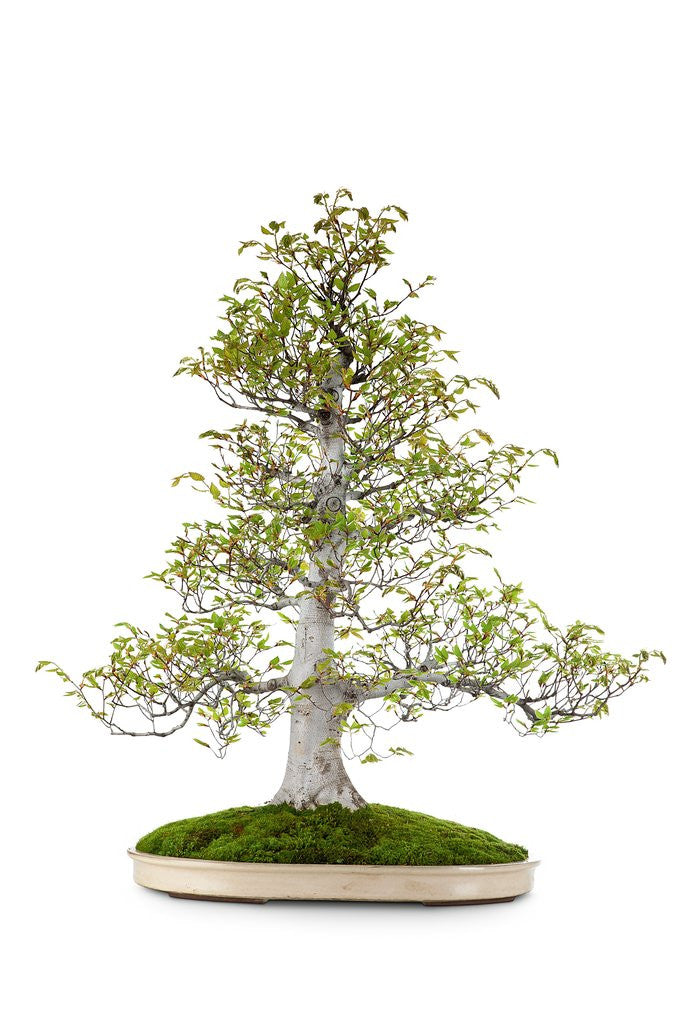 Detail of bonsai by Anonymous