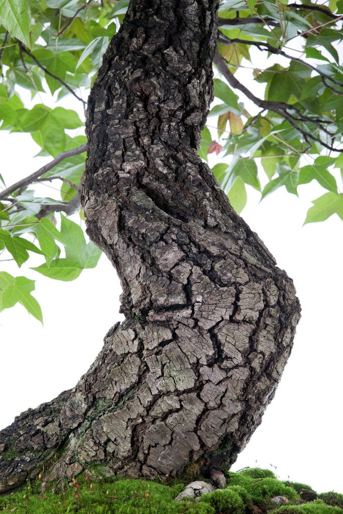 Detail of bonsai by Anonymous