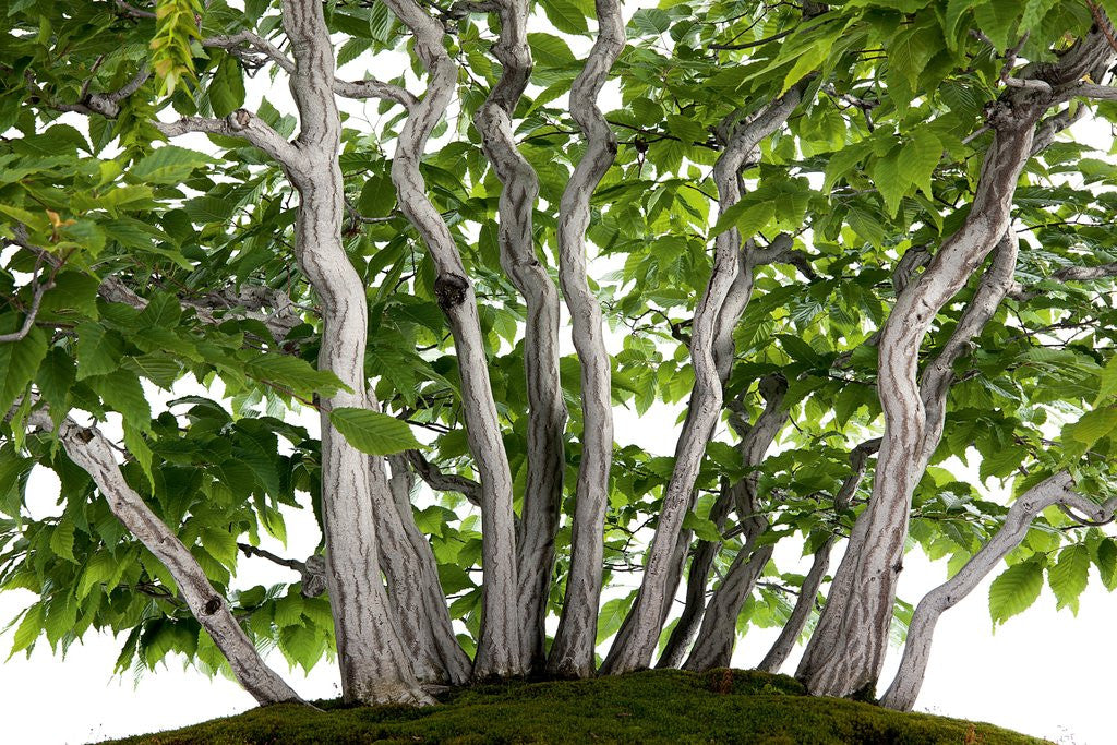 Detail of bonsai by Anonymous
