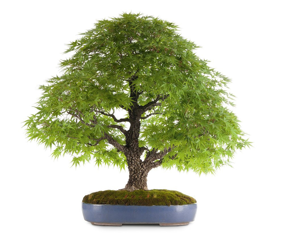 Detail of bonsai by Anonymous