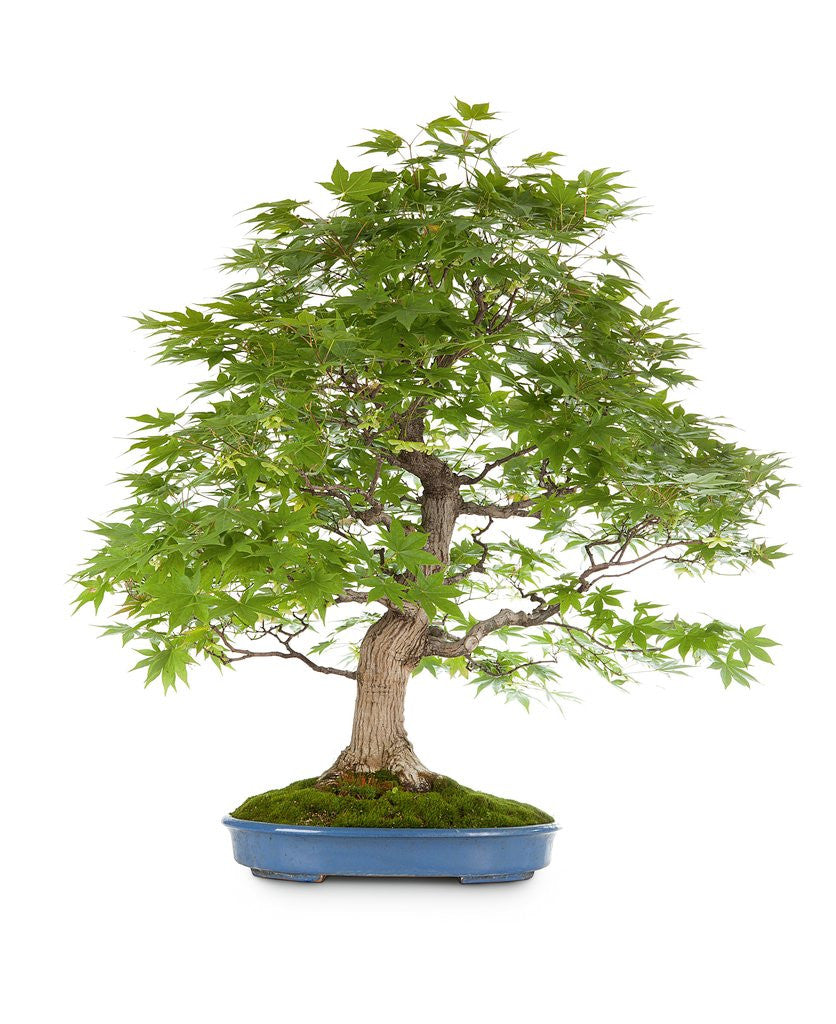 Detail of bonsai by Anonymous