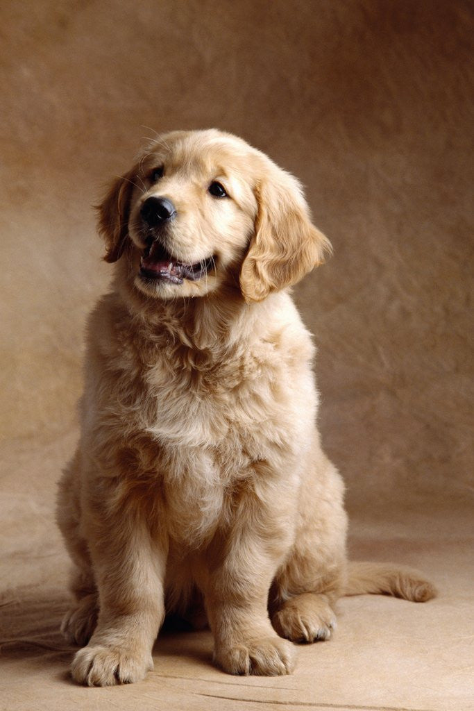 Detail of Golden Retriever Puppy by Anonymous